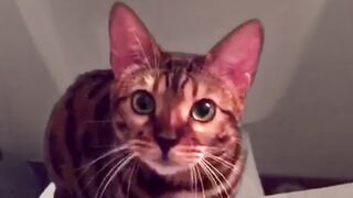 Cute and Funny Cat Videos to Watch While Quarantined!!