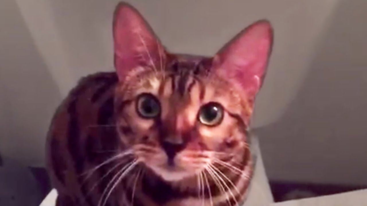 Cute and Funny Cat Videos to Watch While Quarantined!! 