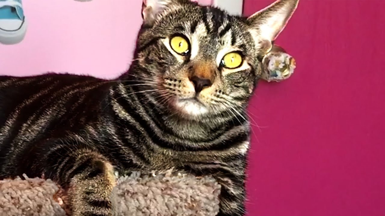CUTE AND FUNNY CAT VIDEOS TO MAKE YOUR WEEK! 