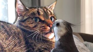 CAT VIDEOS TO MAKE YOU SMILE! Funny and Cute Cats