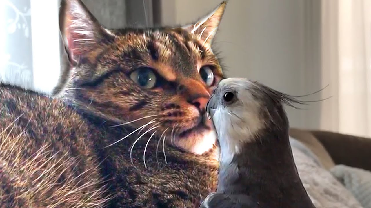 CAT VIDEOS TO MAKE YOU SMILE! Funny and Cute Cats