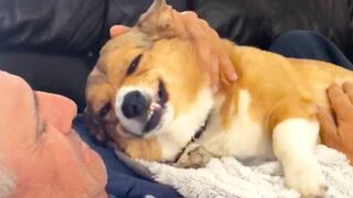 Cats and Dogs! Cute and Funny Animals for Your Weekend!