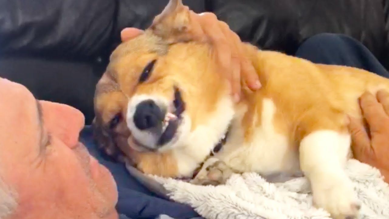 Cats and Dogs! Cute and Funny Animals for Your Weekend!
