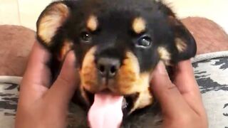 THE BEST CUTE AND FUNNY DOG VIDEOS OF 2019!