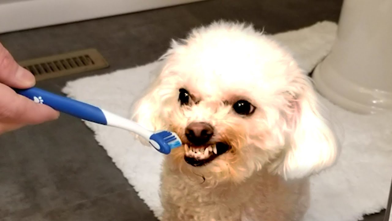 FUNNY DOG VIDEOS TO MAKE YOU LAUGH 