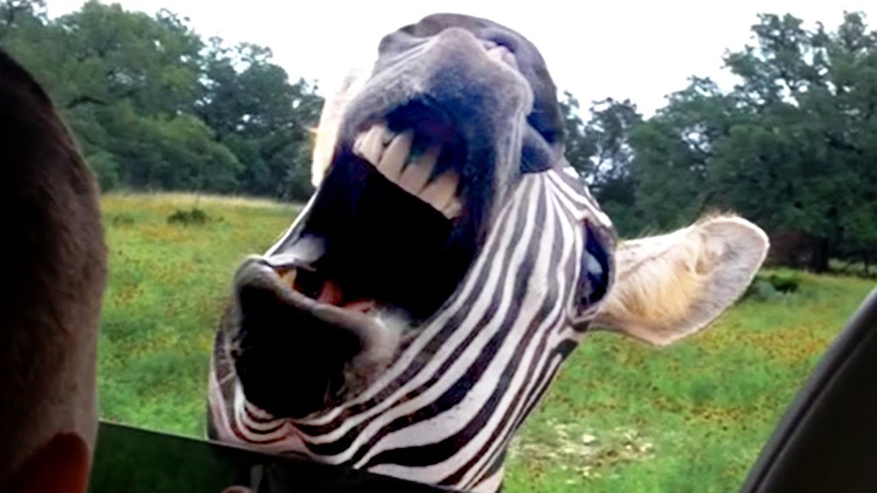 TRY NOT TO LAUGH CUTE FUNNY ANIMALS!