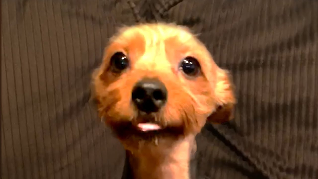 Cute and Funny Yorkies! Yorkshire Terrier Videos 