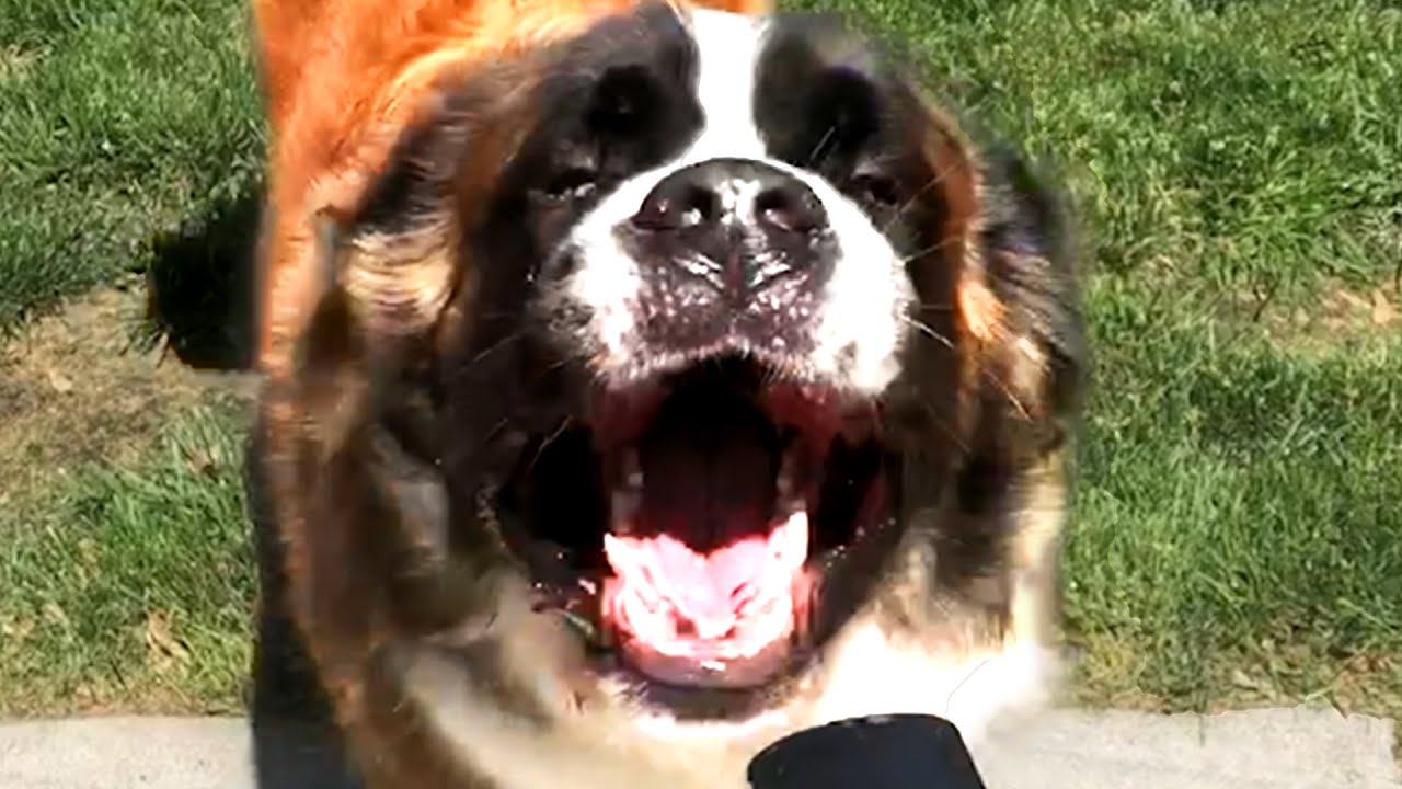 Cute and Funny Saint Bernards! St Bernard Videos 