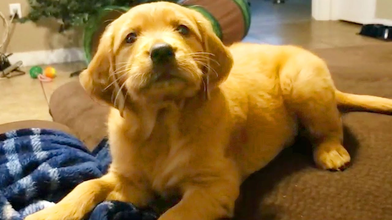 Cute Puppies Videos!!  