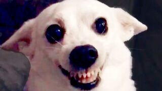 Funny DOG Videos!
