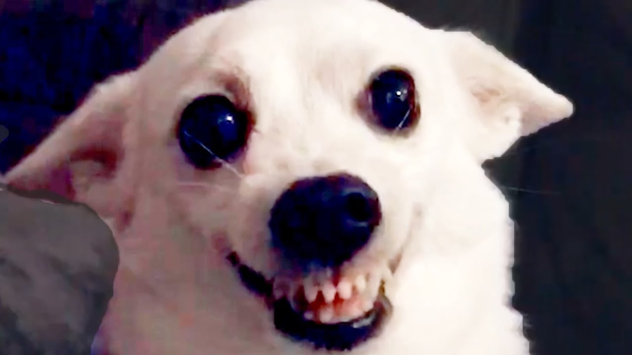 Funny DOG Videos! 