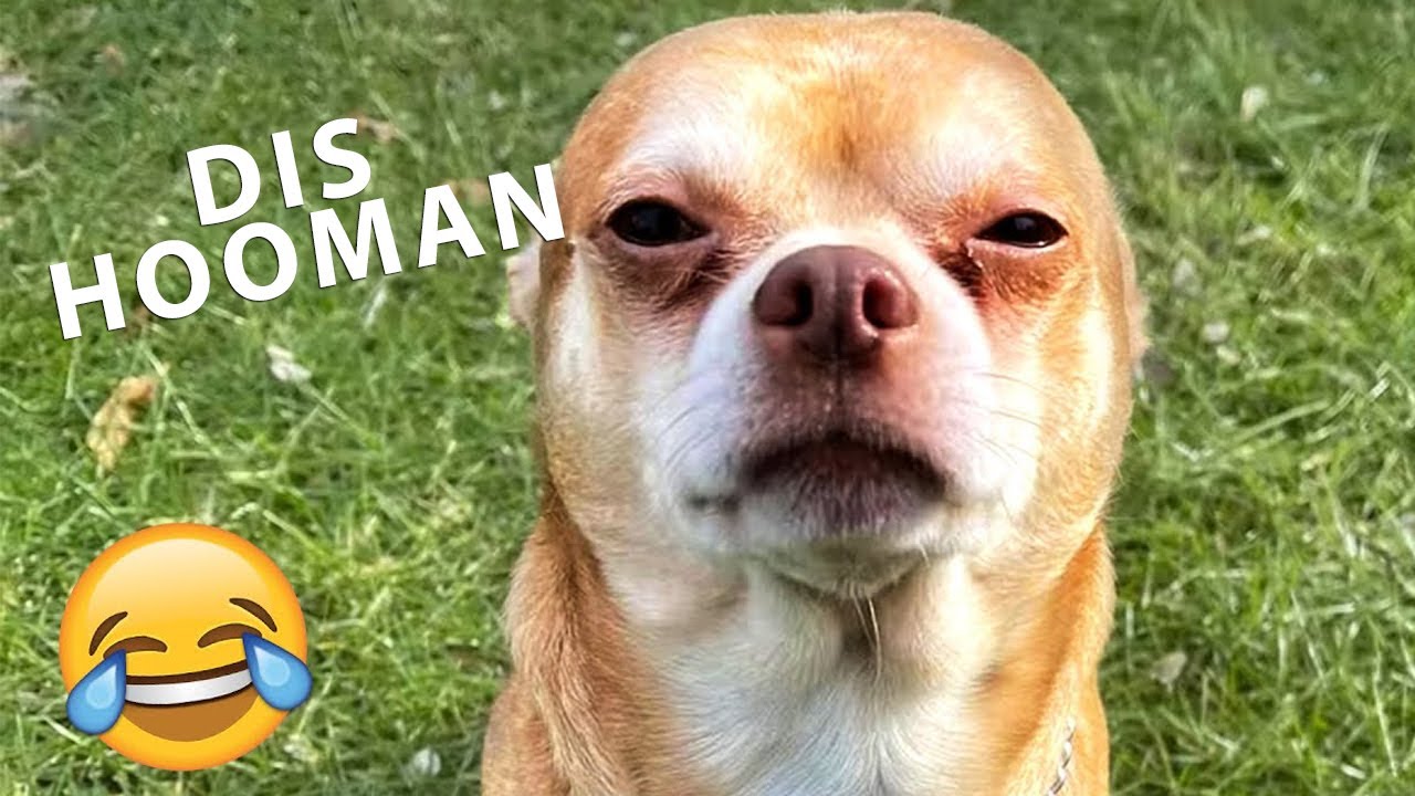 NEW Funny Talking Animals Compilation!