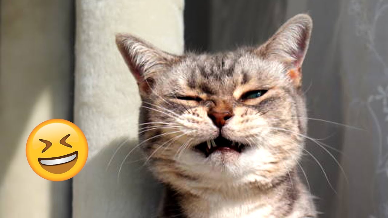 CAT DUBS! Funniest Videos of the Week