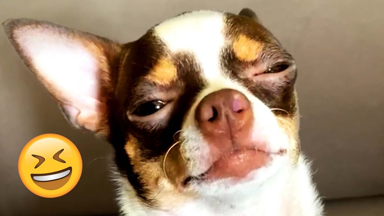 FUNNY Talking Dog Videos 
