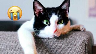 BEST Talking Animal Videos of the Week