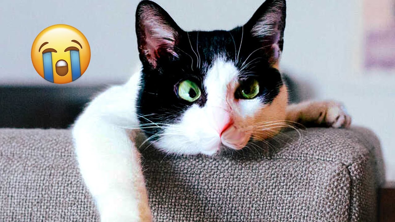 BEST Talking Animal Videos of the Week