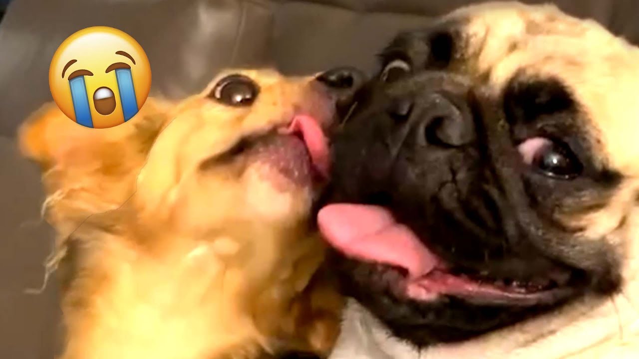 FUNNY Dog Dubs Compilation