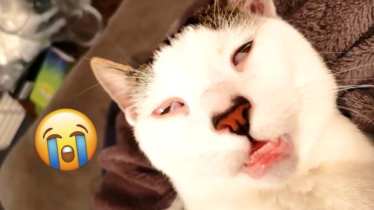 Funny Talking Animal Compilation