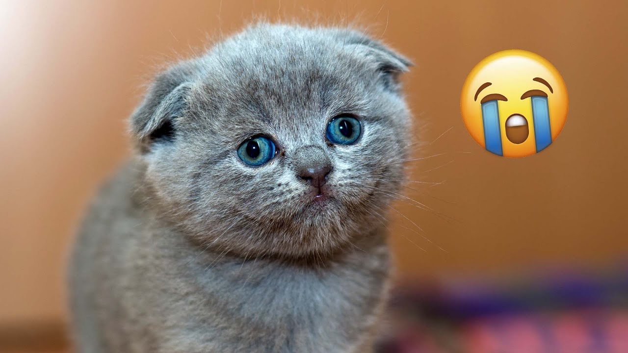 BEST Funny Animal Dubs of the Week! 