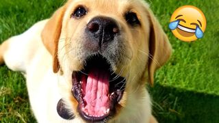 Funny Talking Cats and Dogs Compilation