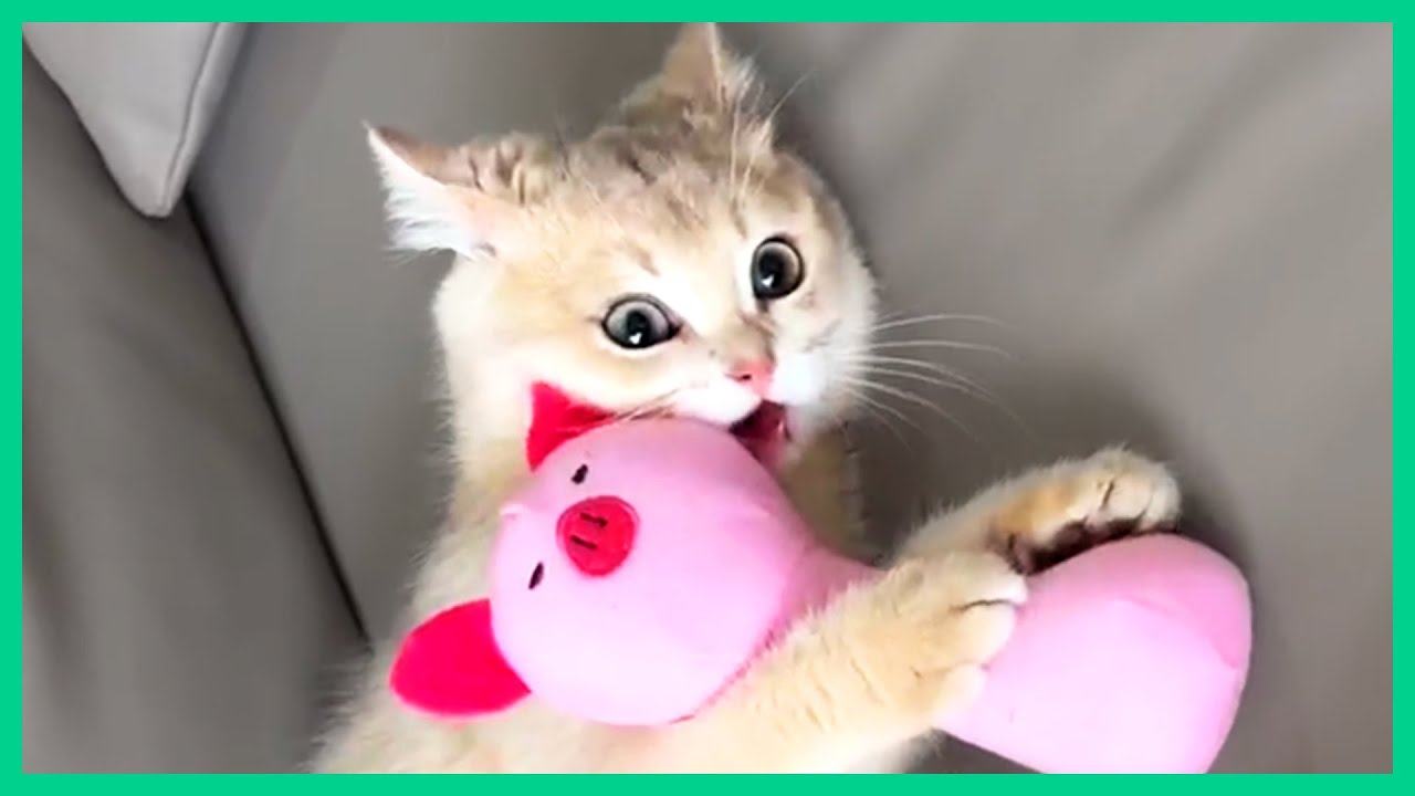 crazy cats that will make you laugh