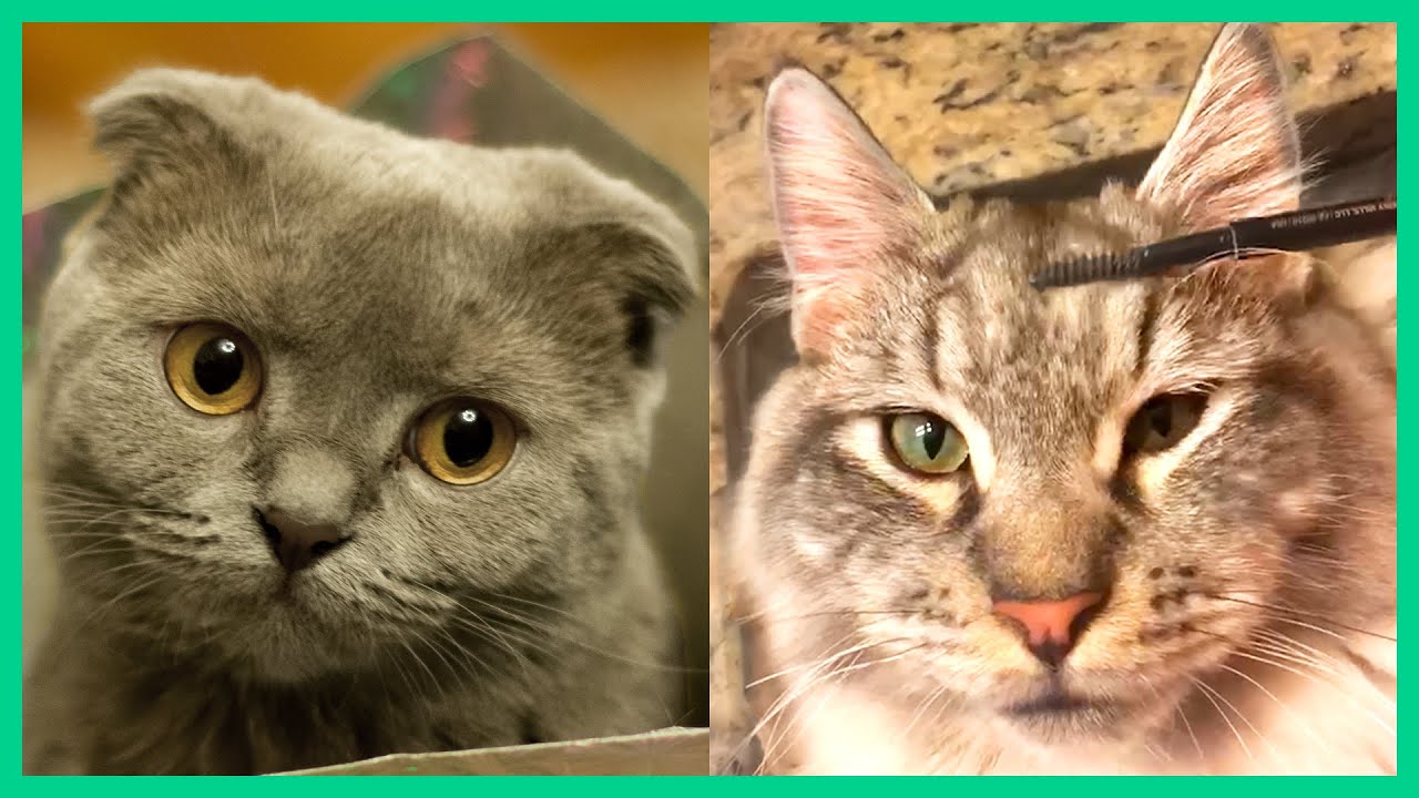 goofy cats that will make you laugh 100%