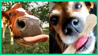 funny animal videos that will brighten your day