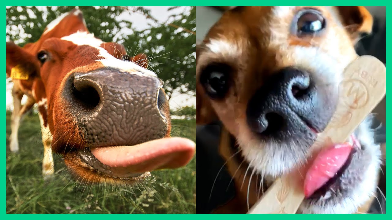 funny animal videos that will brighten your day
