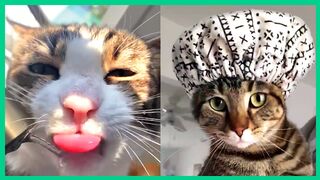 these cute and funny cat videos will make you laugh