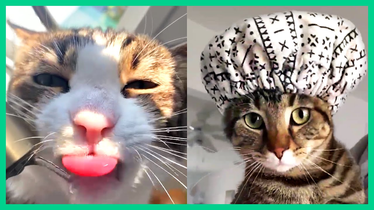 these cute and funny cat videos will make you laugh 