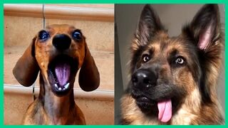 cute and funny dogs that will make you giggle
