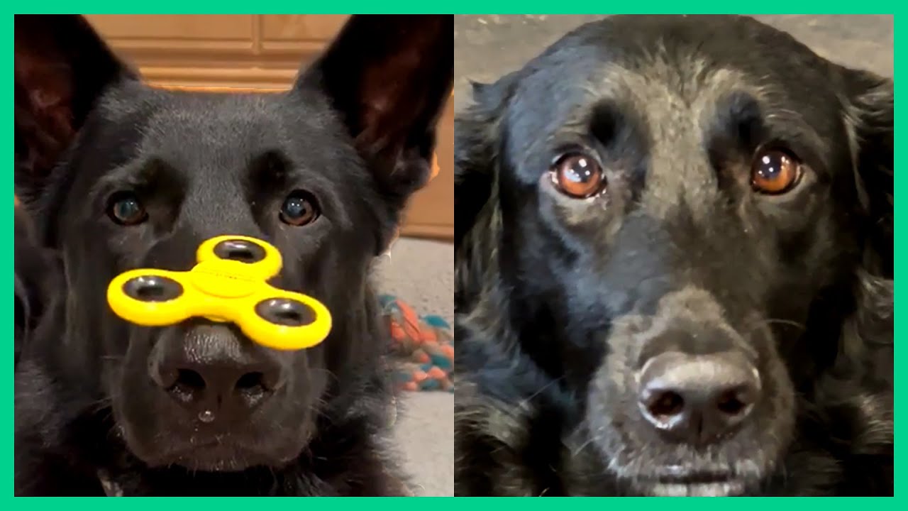 funny animal videos that will make your day better