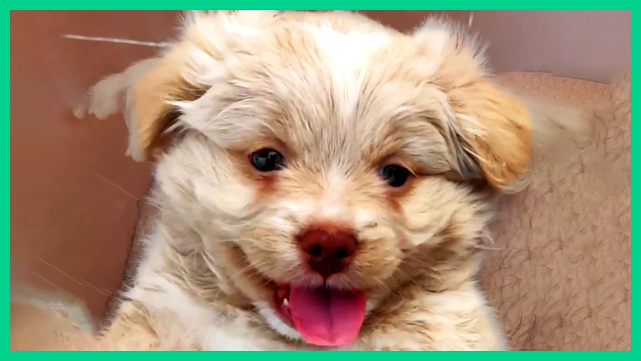 puppers that will 100% make you smile
