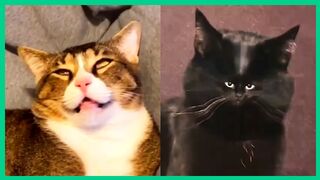 funny cat videos impossible not to smile at