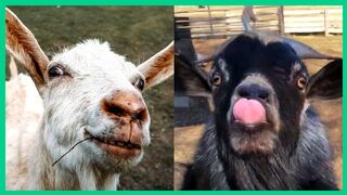 goofy goat videos to make you laugh