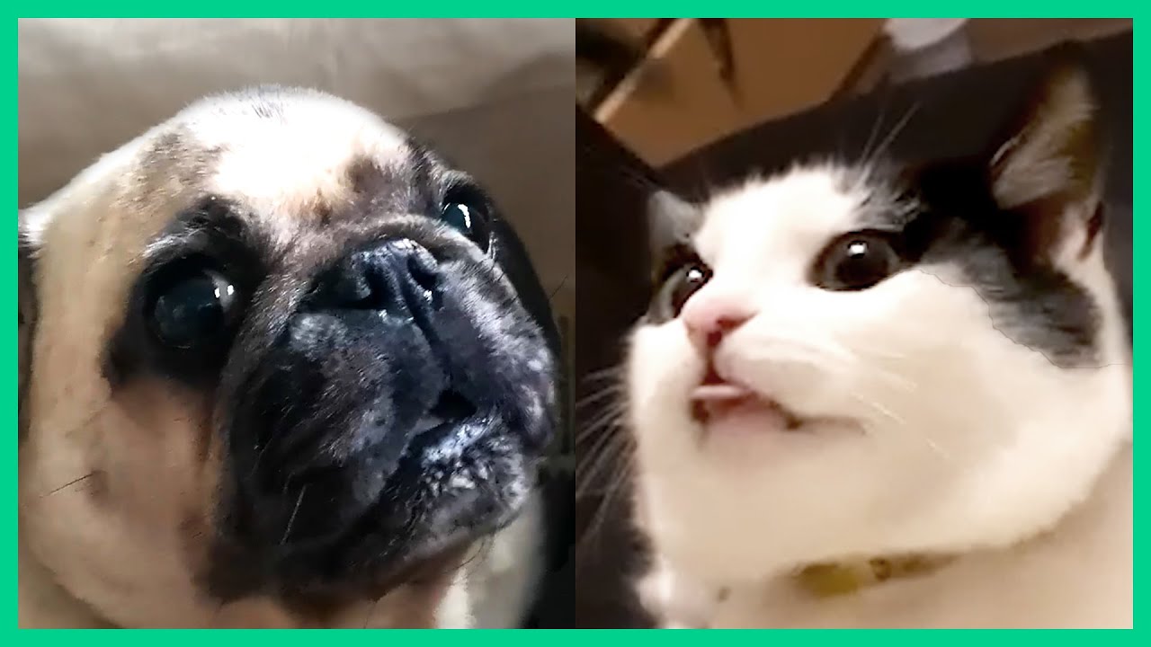 funny animals to cure your seasonal depression