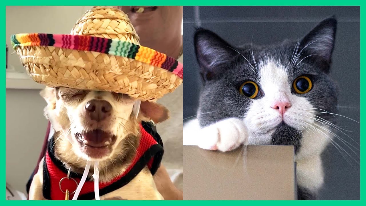 THE BEST CUTE AND FUNNY ANIMAL VIDEOS OF 2021!!!