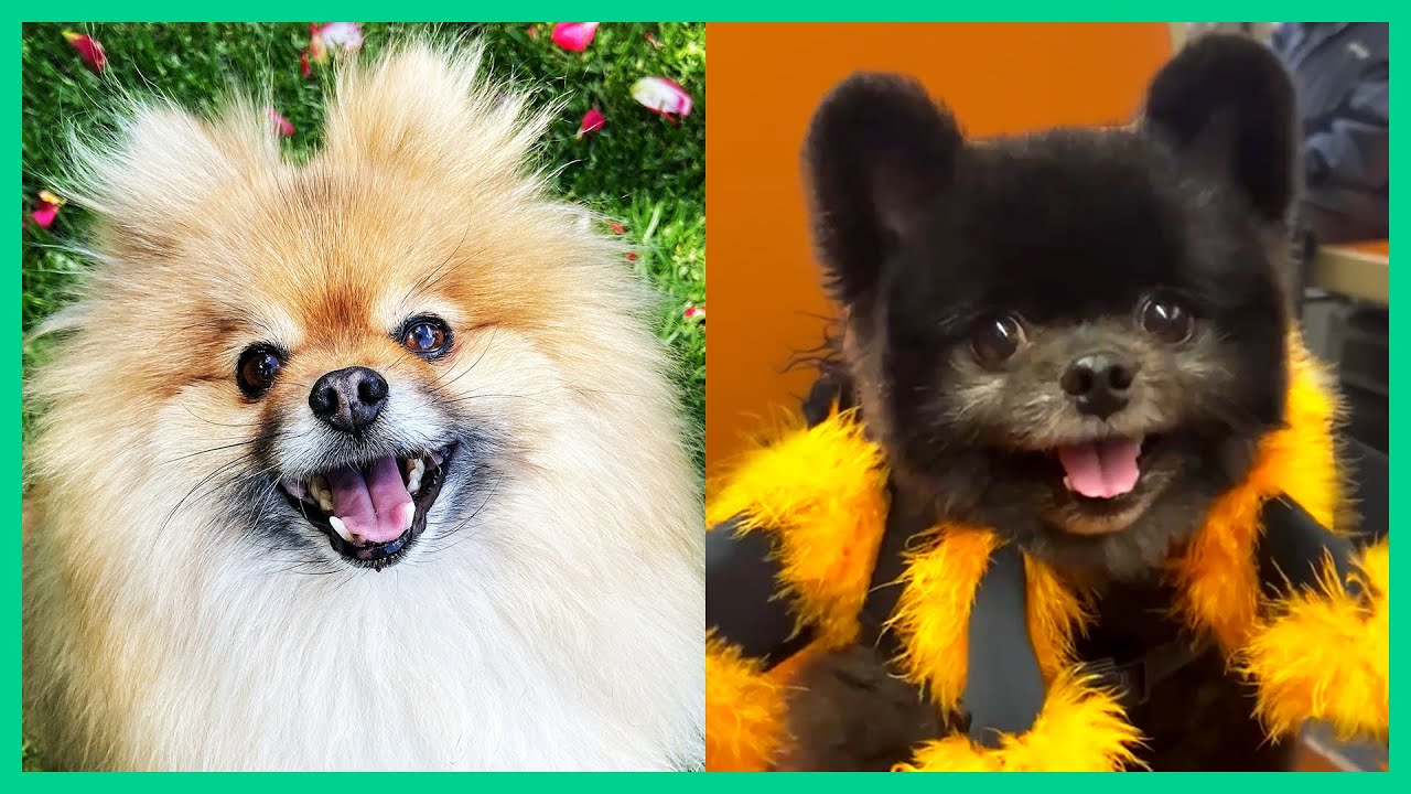 funny pomeranians guaranteed to make you smile 
