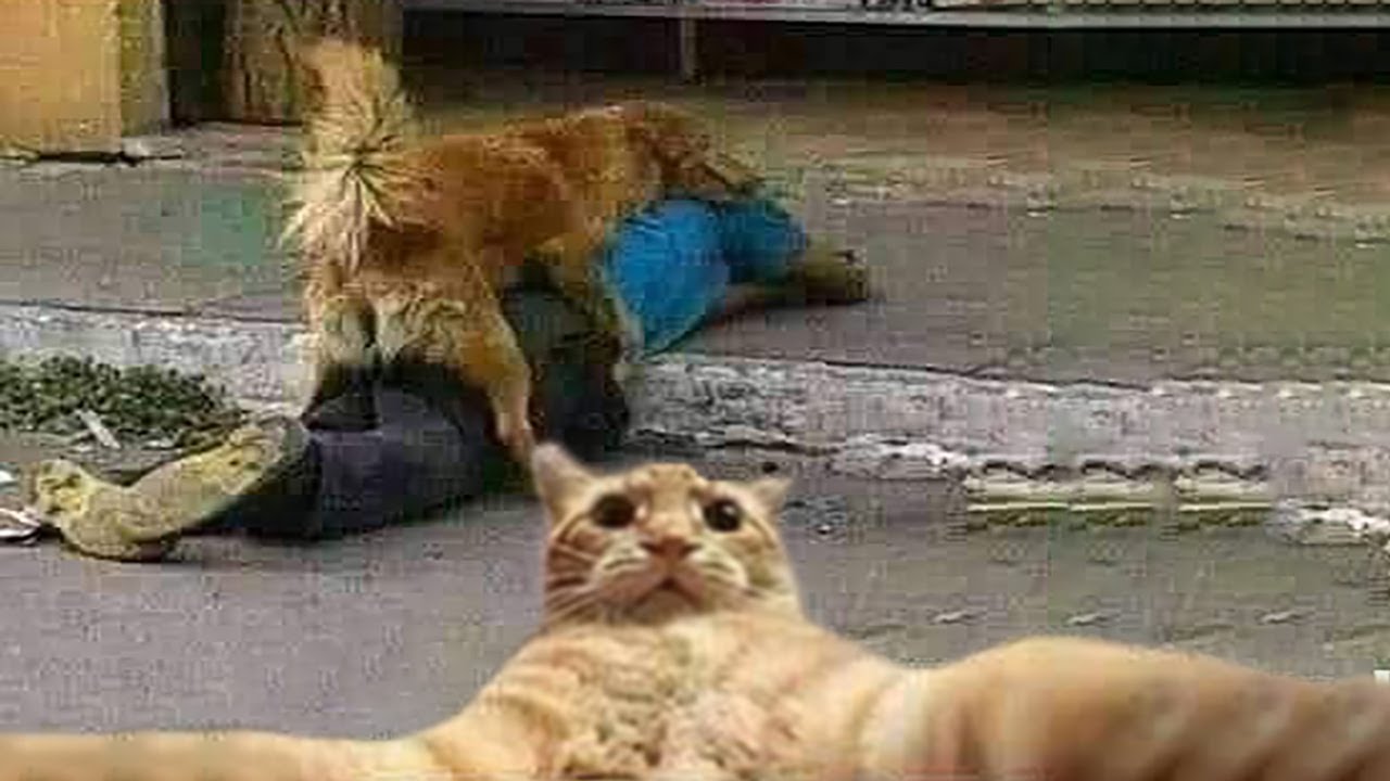 Try Not To Laugh Cats And Dogs - Video Of The FUNNIEST ANIMALS On Earth 