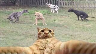 Try Not To Laugh Dogs And Cats