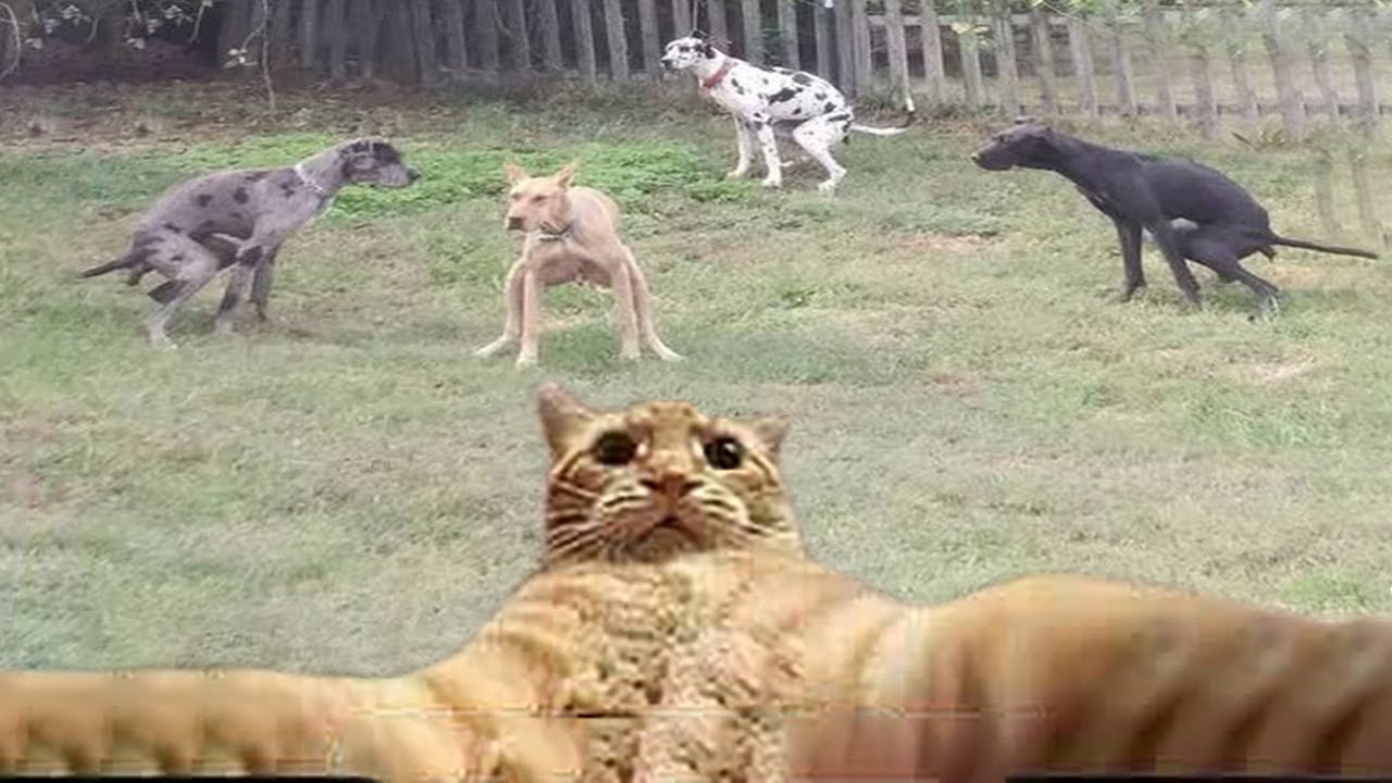 Try Not To Laugh Dogs And Cats 
