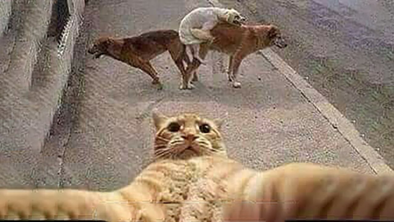 Try Not To Laugh Dogs And Cats 