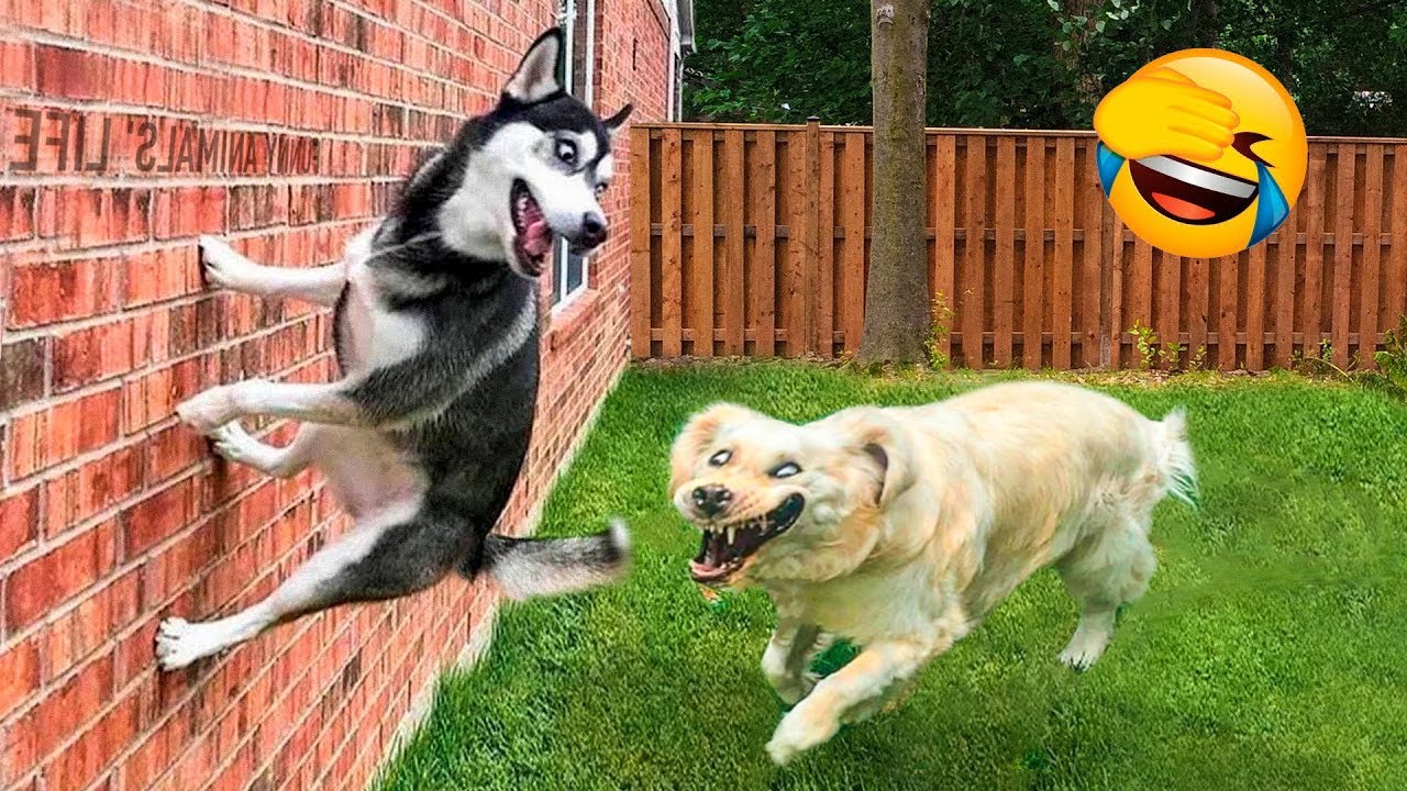 Funniest Animals 