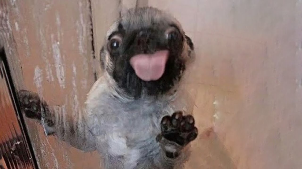 Funniest Animals 