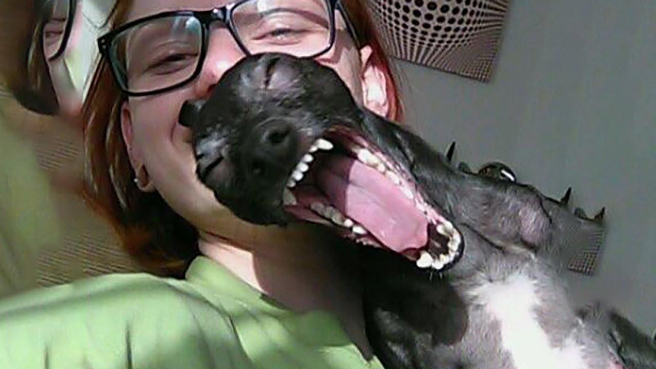 Funniest Animals 