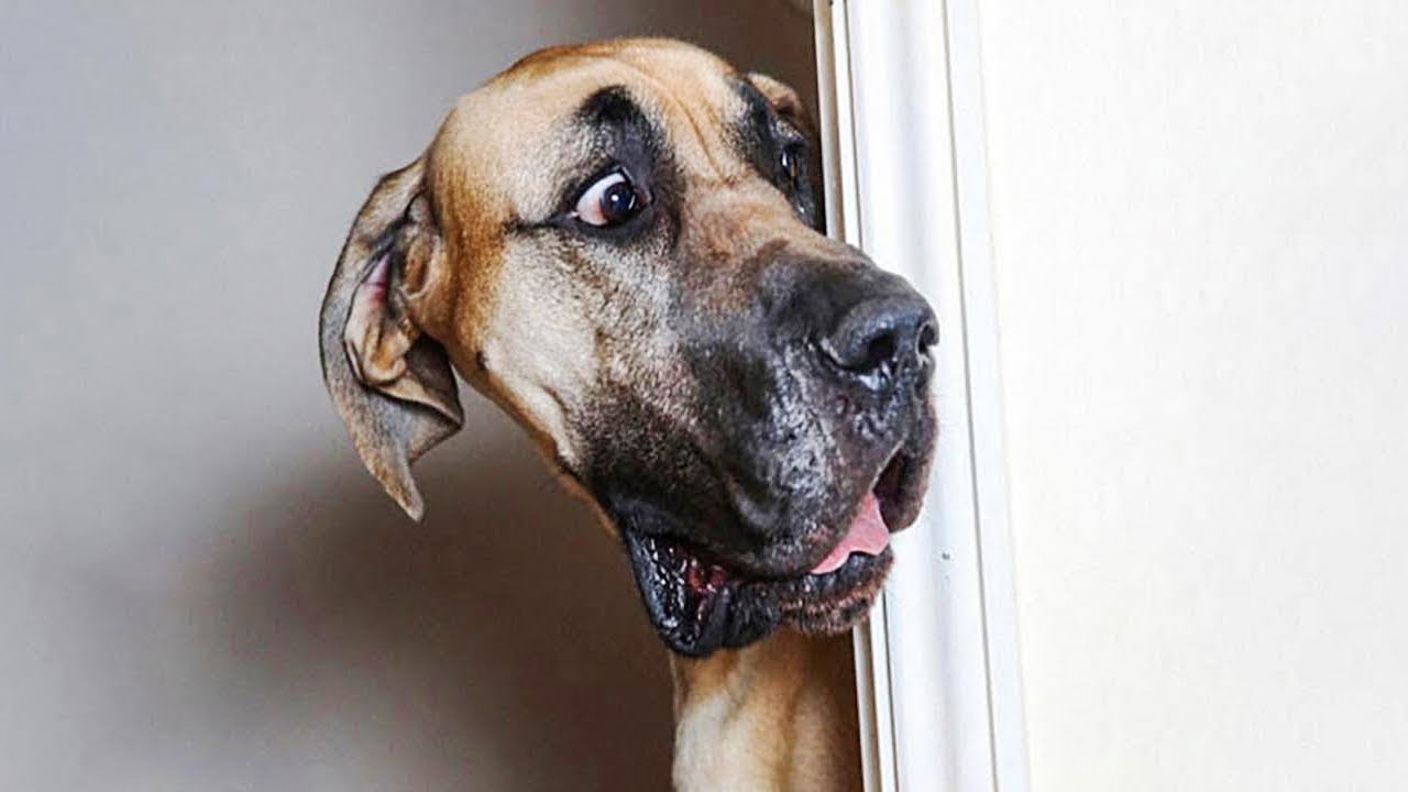 Funniest Animals 