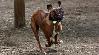 Funniest Animals