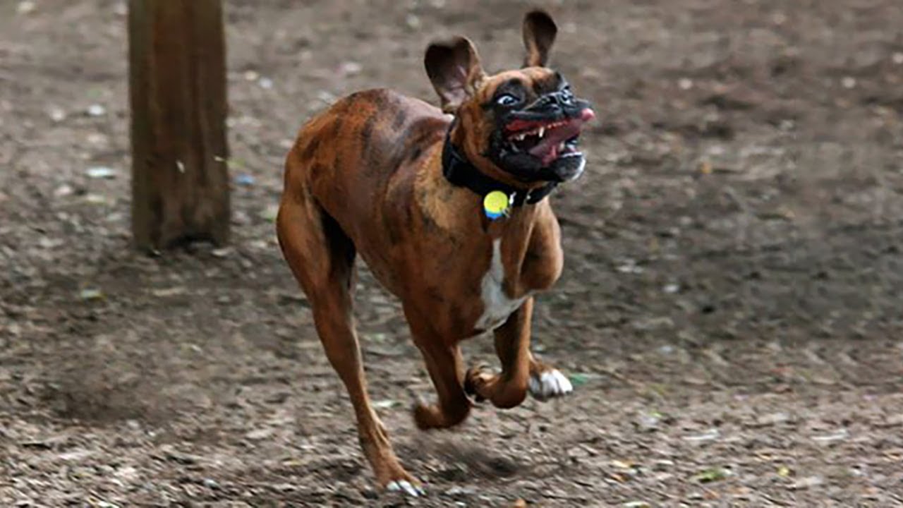 Funniest Animals 