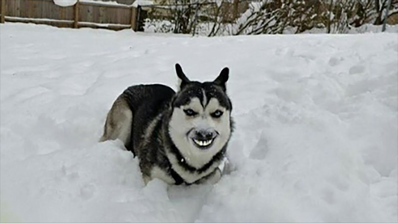 Funniest Animals 
