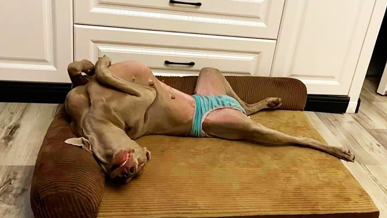 Funniest Animals 